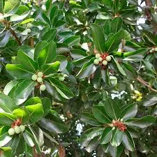 Macadamia Refined Carrier Oil 1